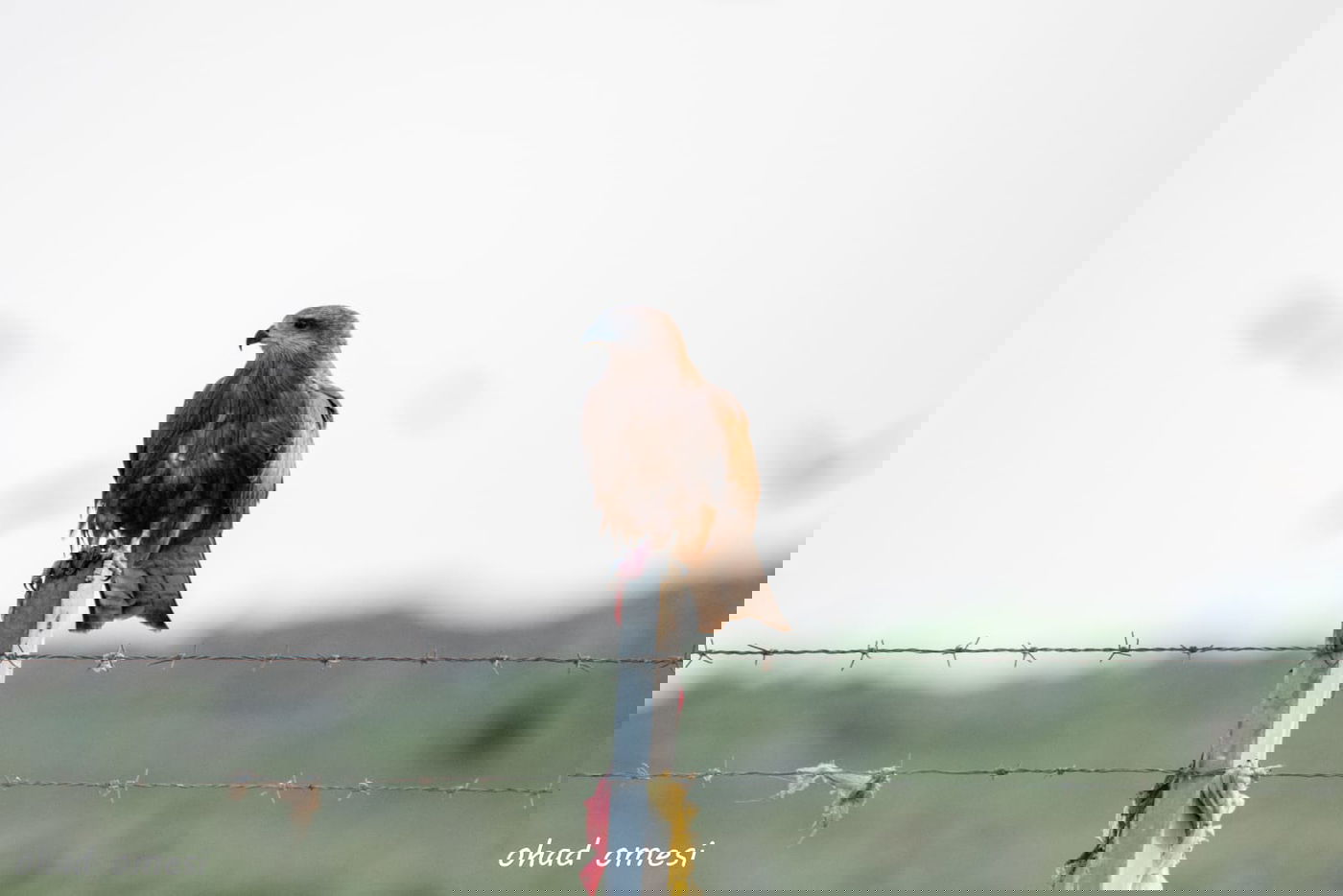 סיור מצולם מרהיב בנופי בקעת הירדן. תיעוד