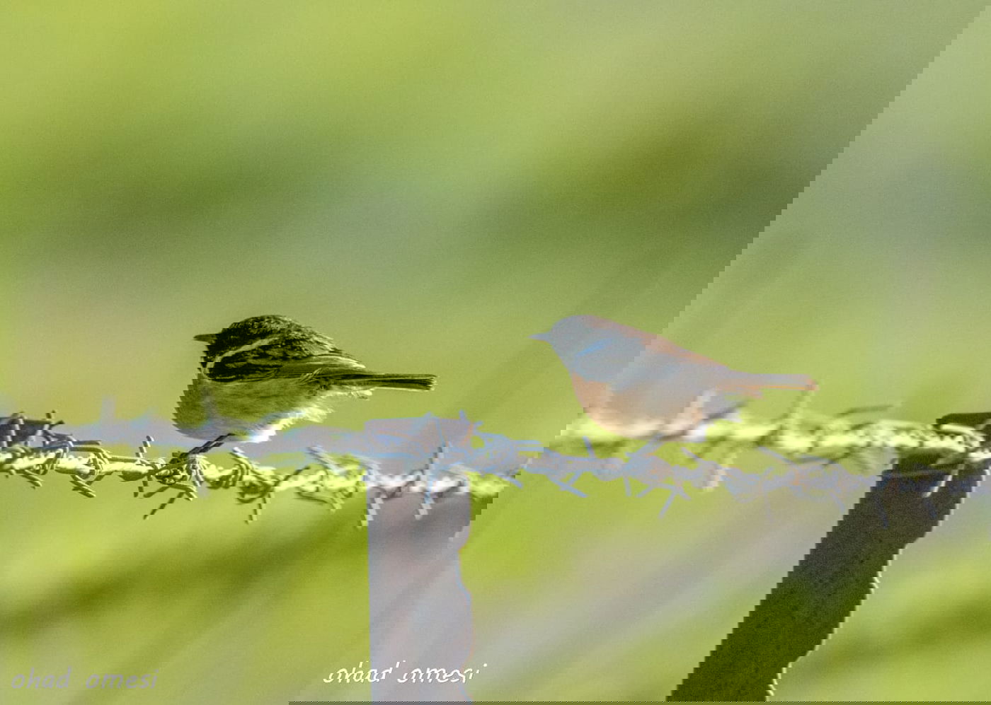 החרמון הסורי מושלג - החרמון הישראלי יבש