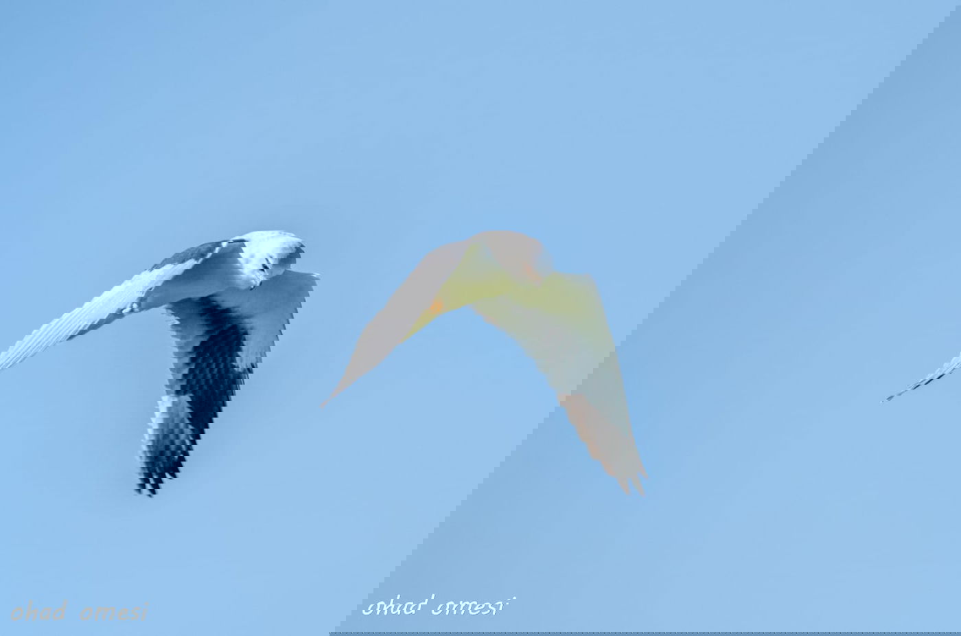 החרמון הסורי מושלג - החרמון הישראלי יבש