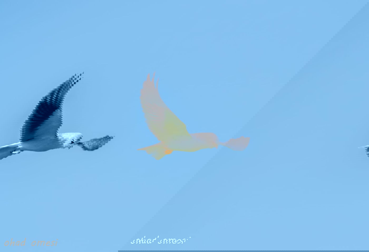 החרמון הסורי מושלג - החרמון הישראלי יבש