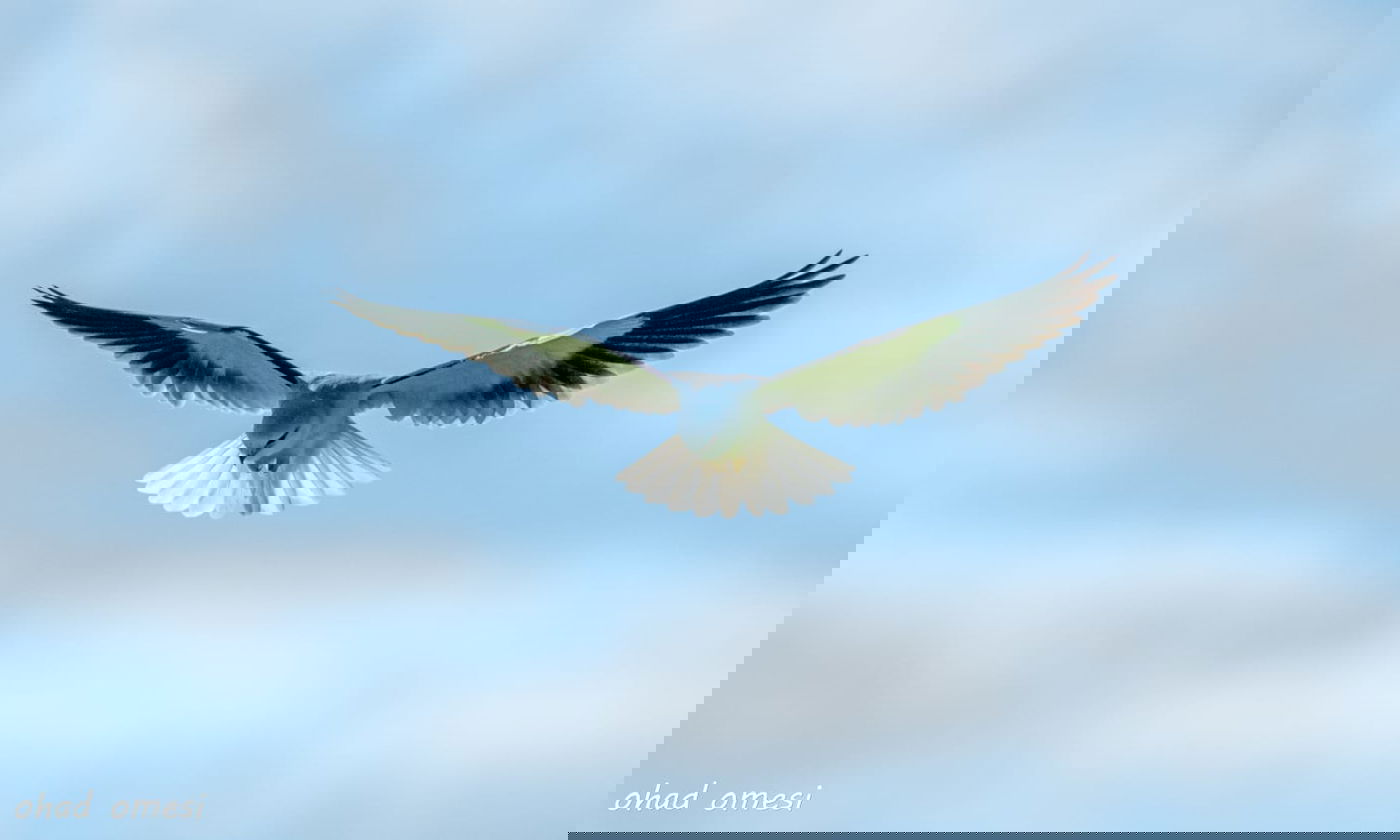 החרמון הסורי מושלג - החרמון הישראלי יבש