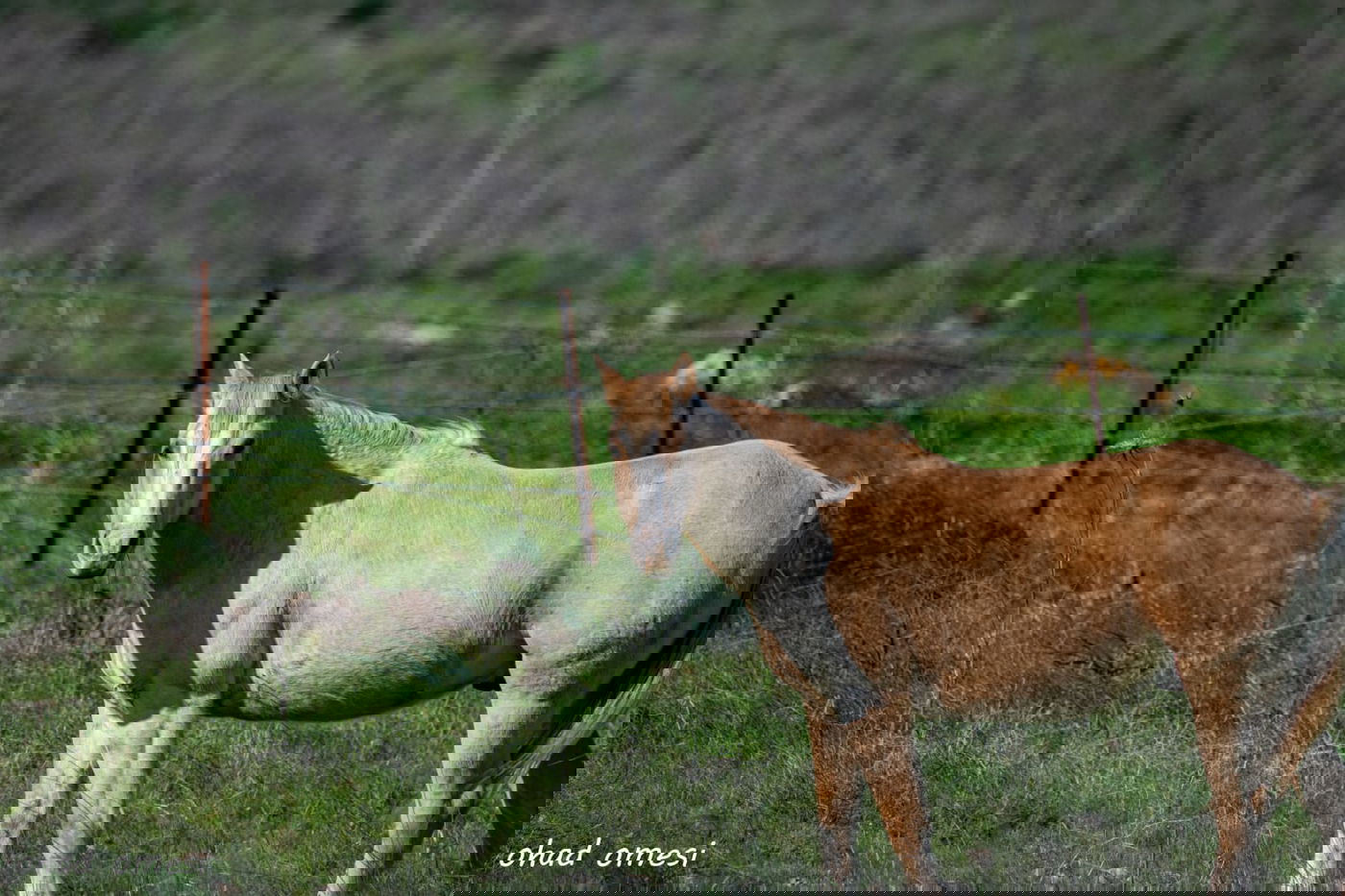 החרמון הסורי מושלג - החרמון הישראלי יבש