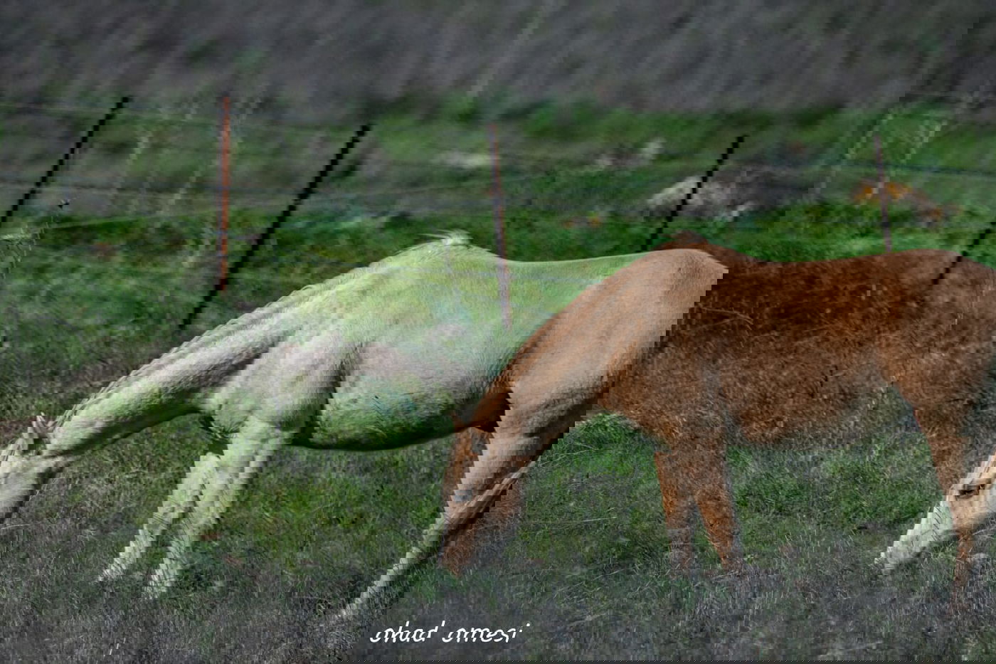 החרמון הסורי מושלג - החרמון הישראלי יבש