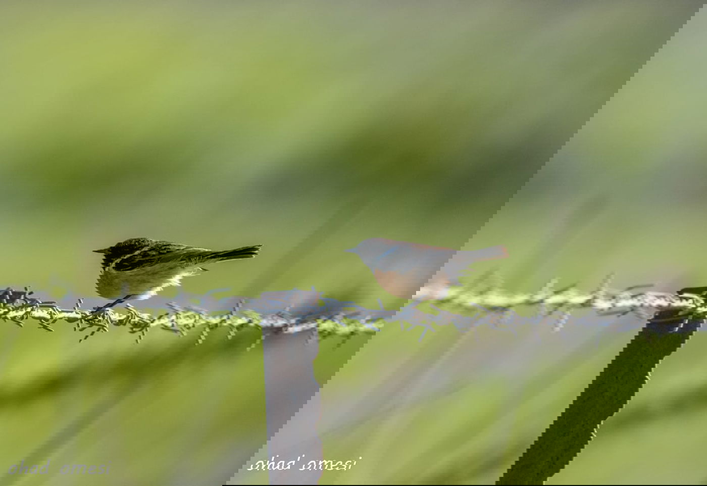 החרמון הסורי מושלג - החרמון הישראלי יבש
