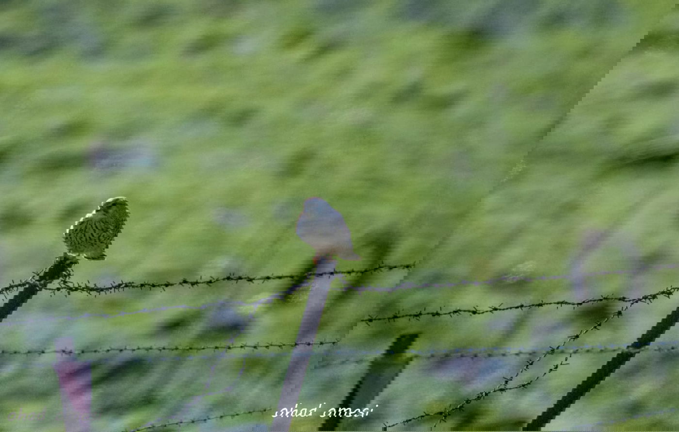 החרמון הסורי מושלג - החרמון הישראלי יבש