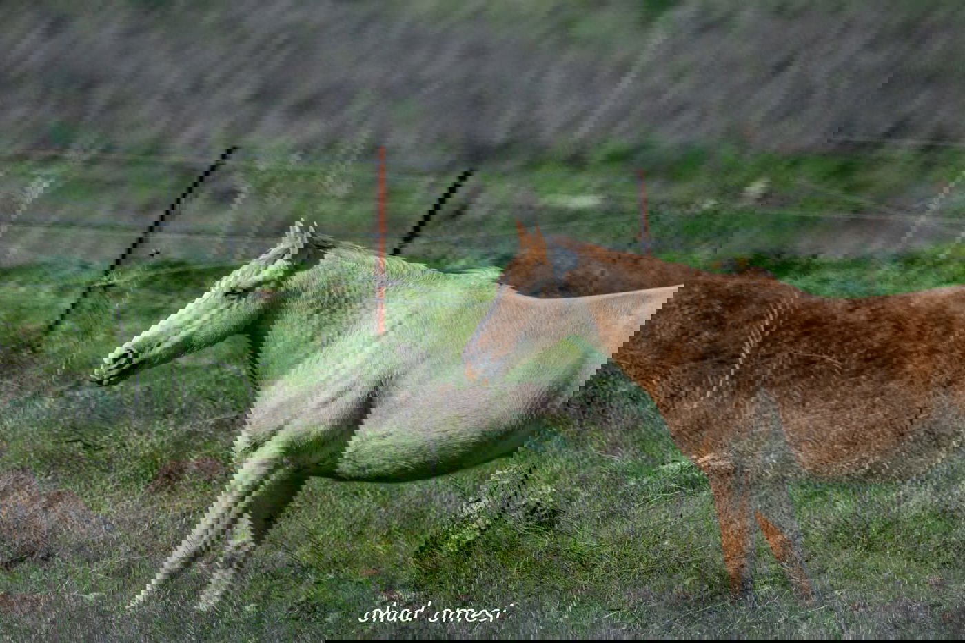 החרמון הסורי מושלג - החרמון הישראלי יבש