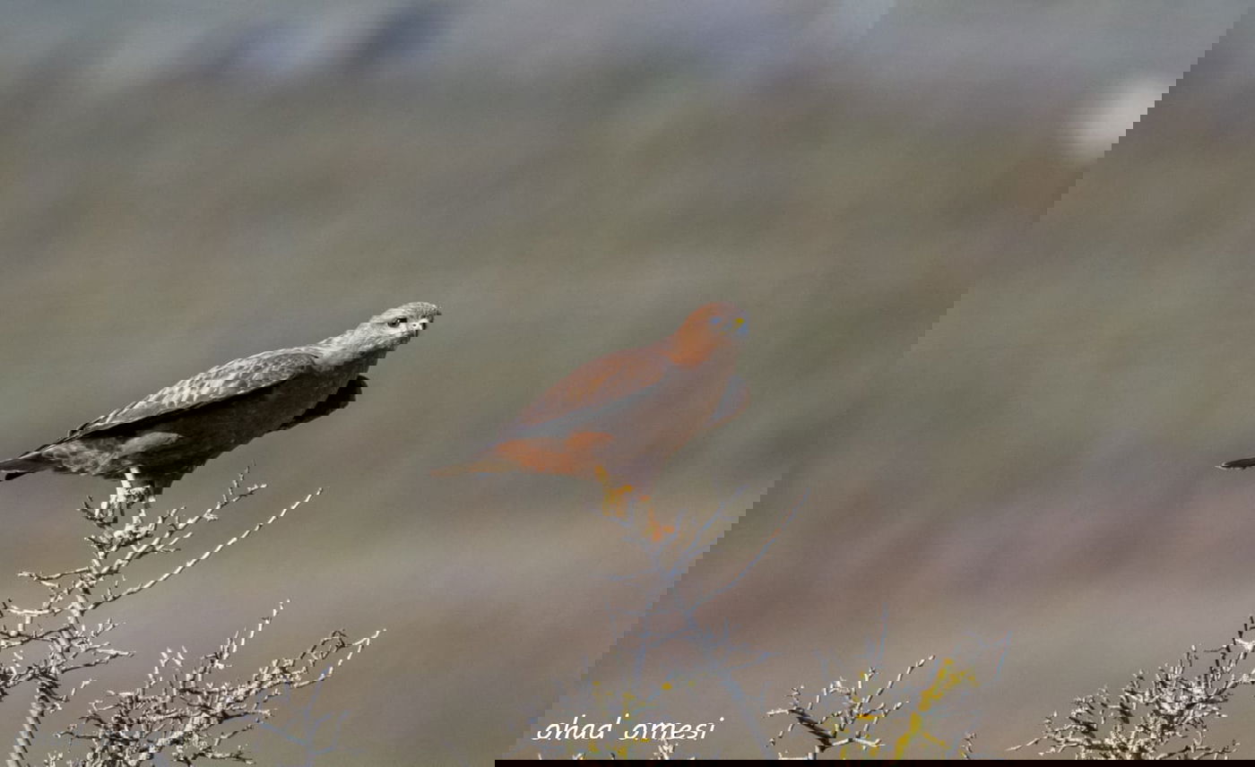 החרמון הסורי מושלג - החרמון הישראלי יבש