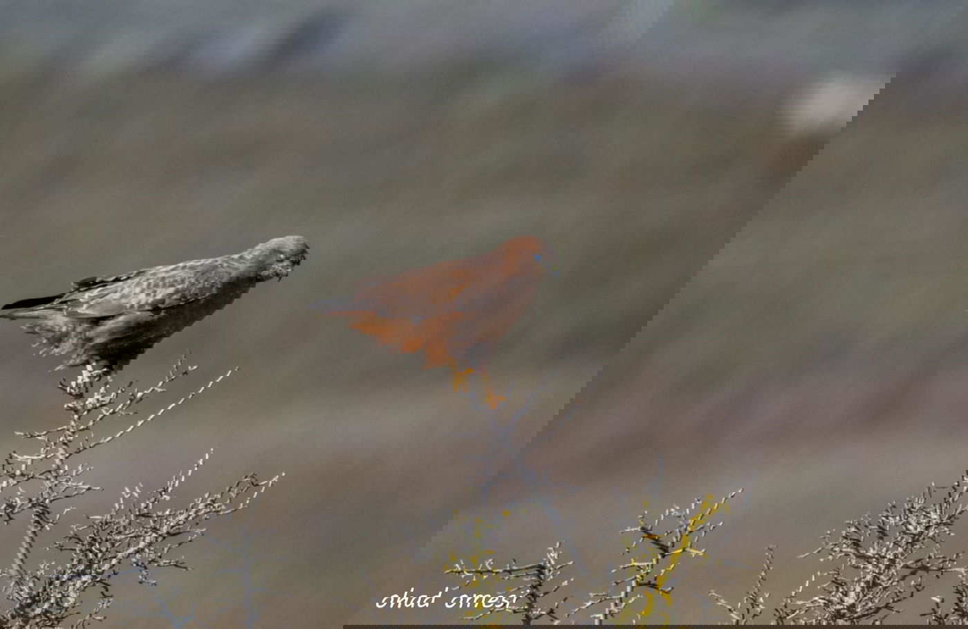 החרמון הסורי מושלג - החרמון הישראלי יבש