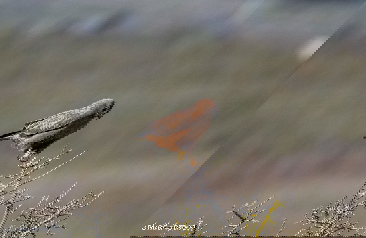 החרמון הסורי מושלג - החרמון הישראלי יבש