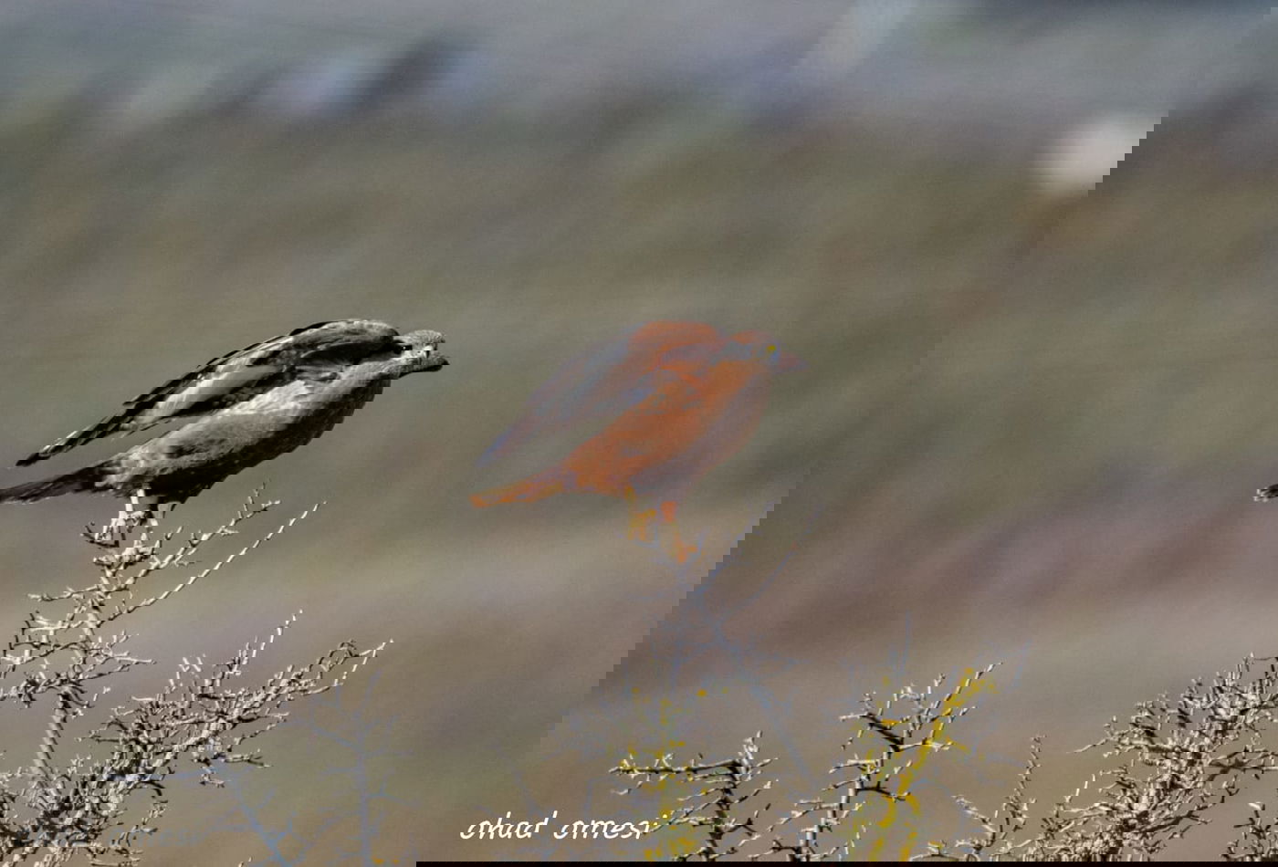 החרמון הסורי מושלג - החרמון הישראלי יבש