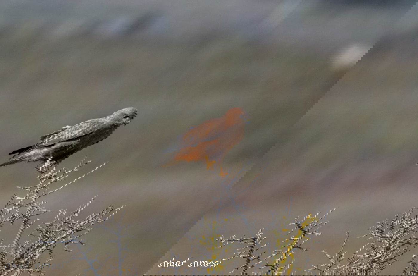 החרמון הסורי מושלג - החרמון הישראלי יבש