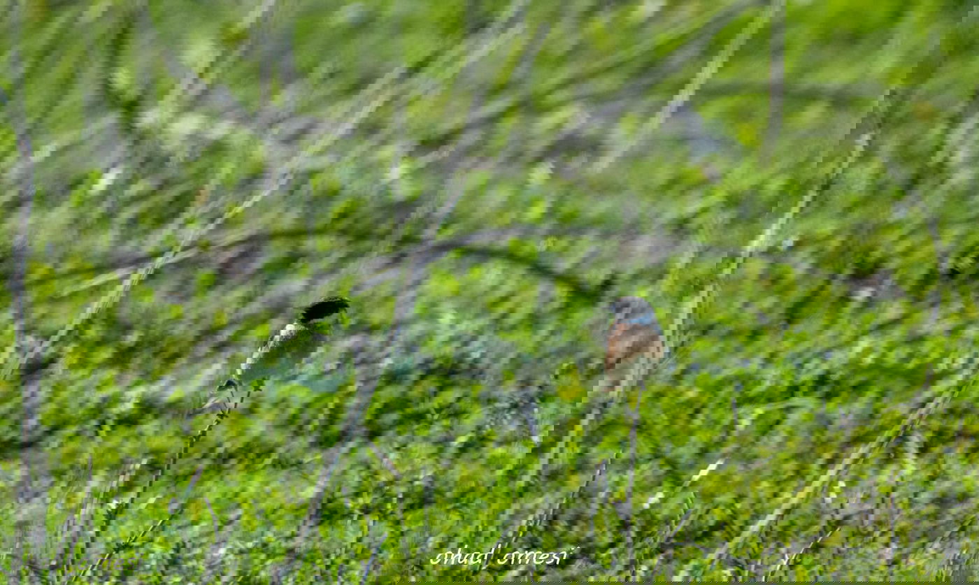 החרמון הסורי מושלג - החרמון הישראלי יבש