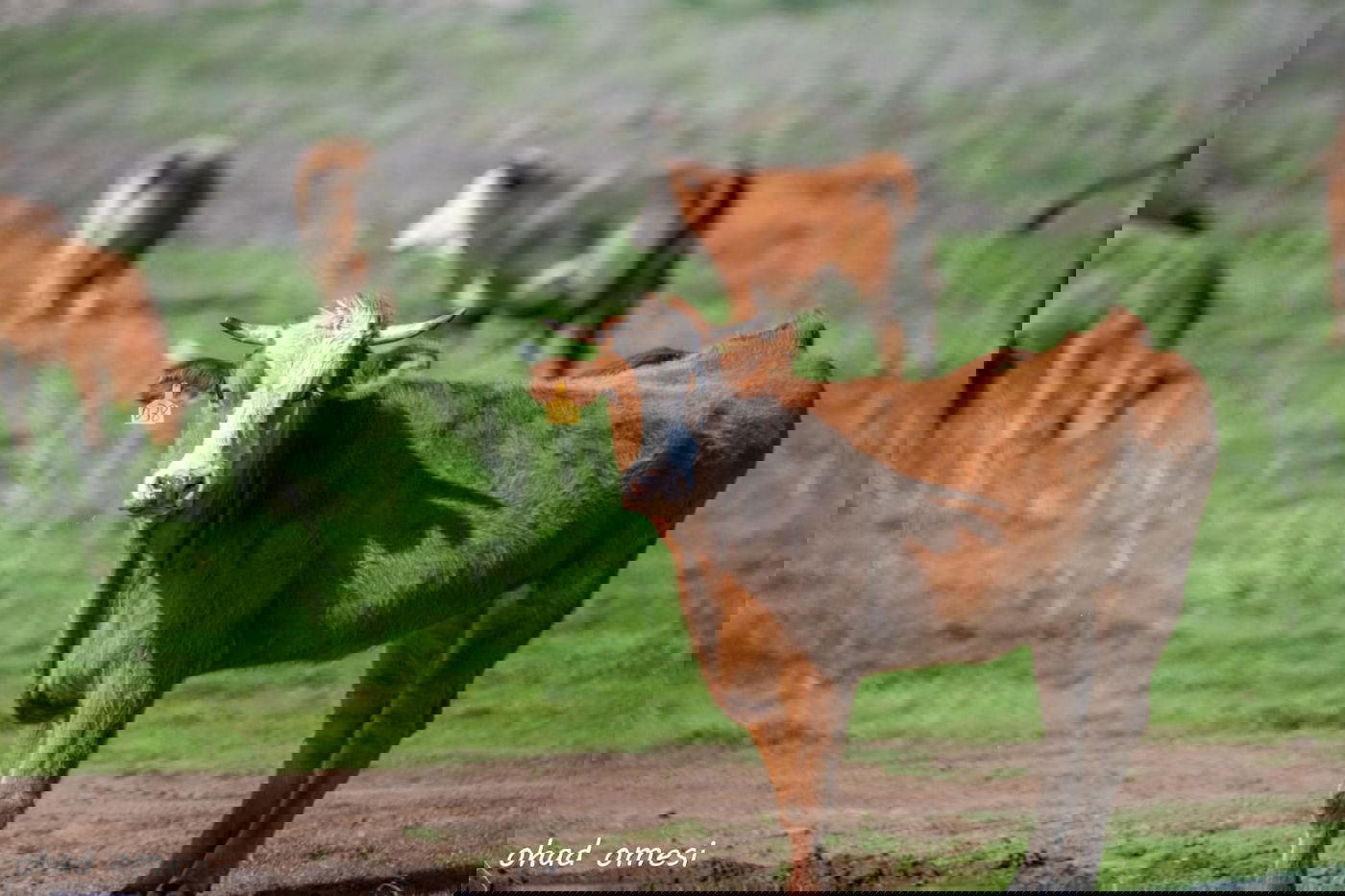 החרמון הסורי מושלג - החרמון הישראלי יבש