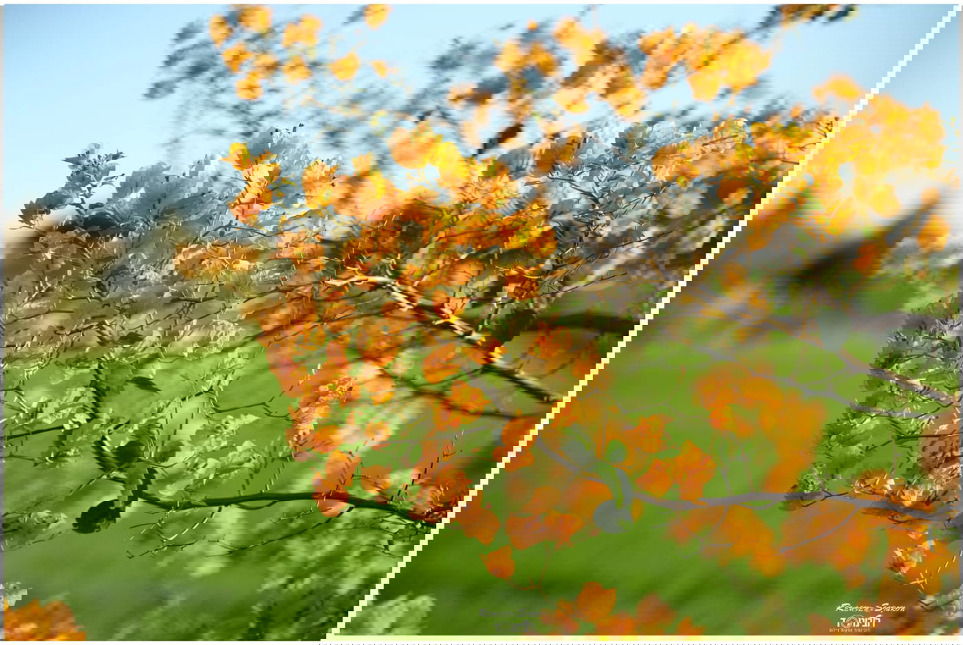 גלריית שלכת צבעונית במיוחד מהרי ירושלים