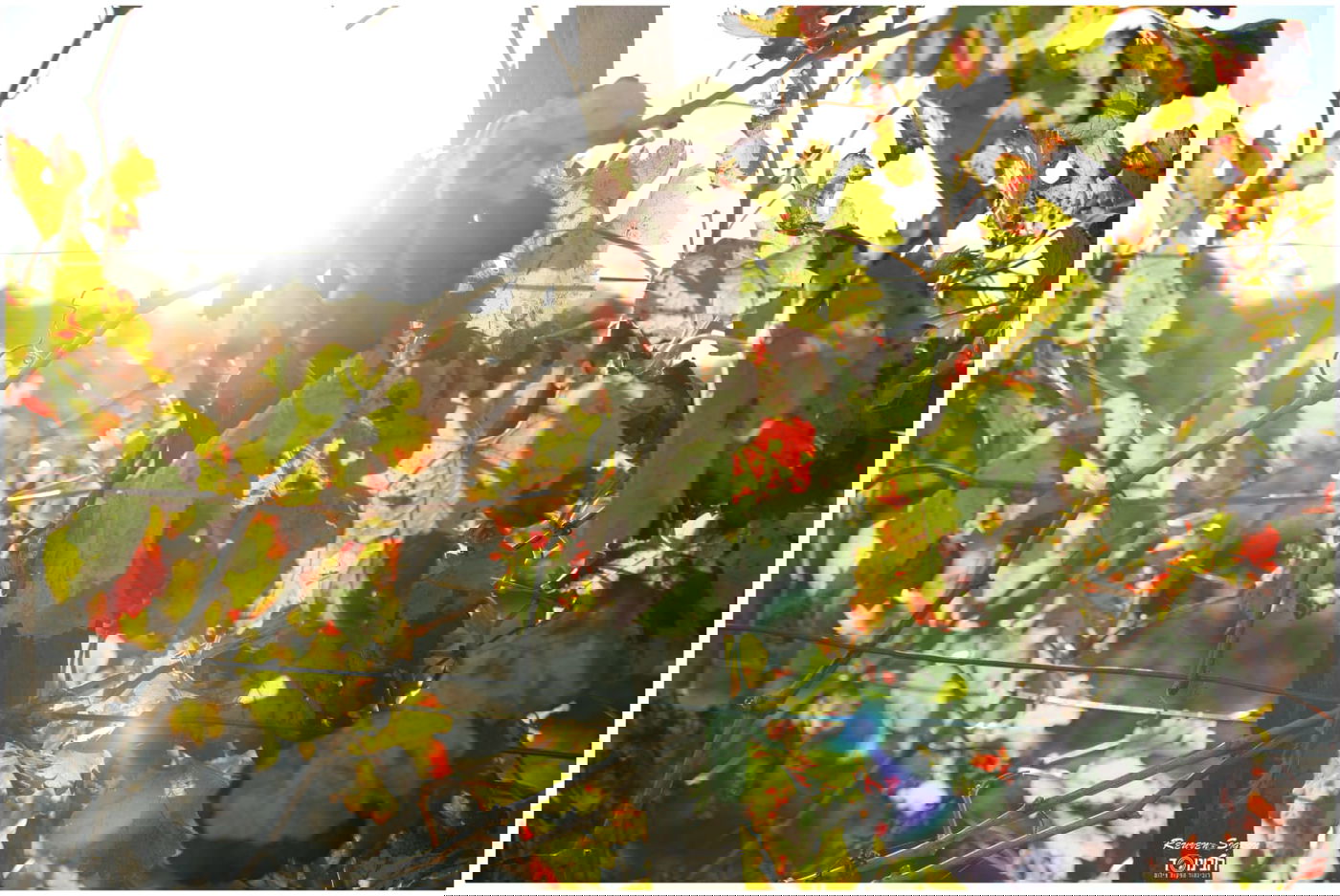 גלריית שלכת צבעונית במיוחד מהרי ירושלים