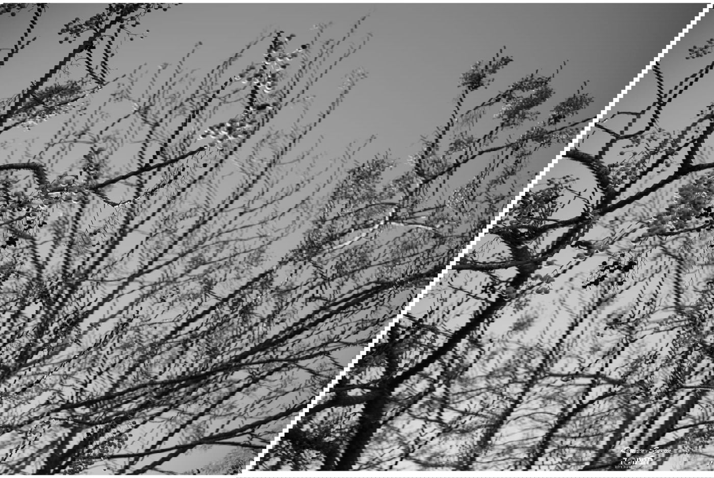 גלריית שלכת צבעונית במיוחד מהרי ירושלים