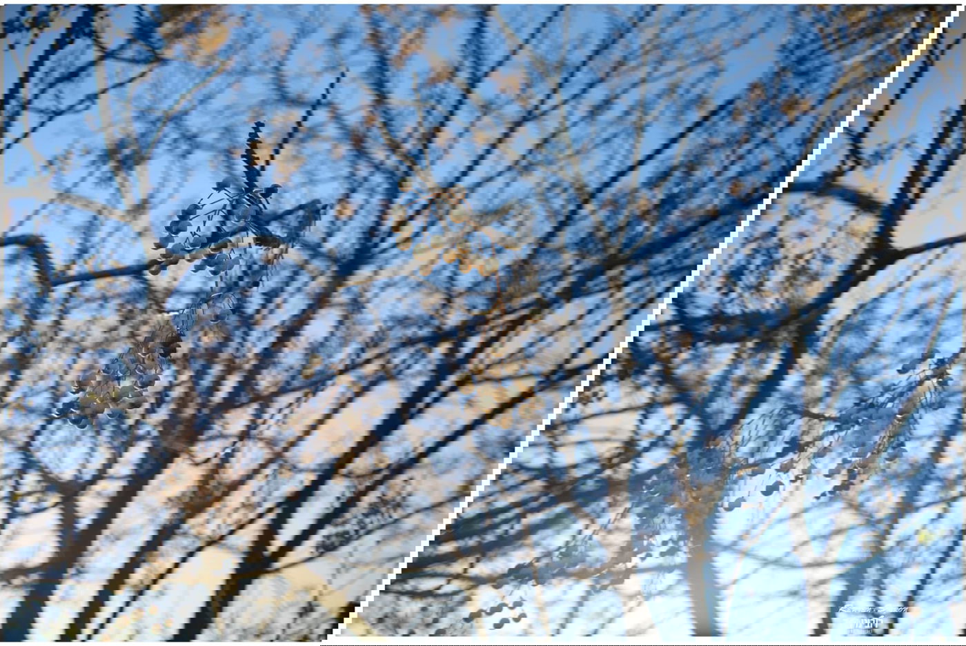 גלריית שלכת צבעונית במיוחד מהרי ירושלים