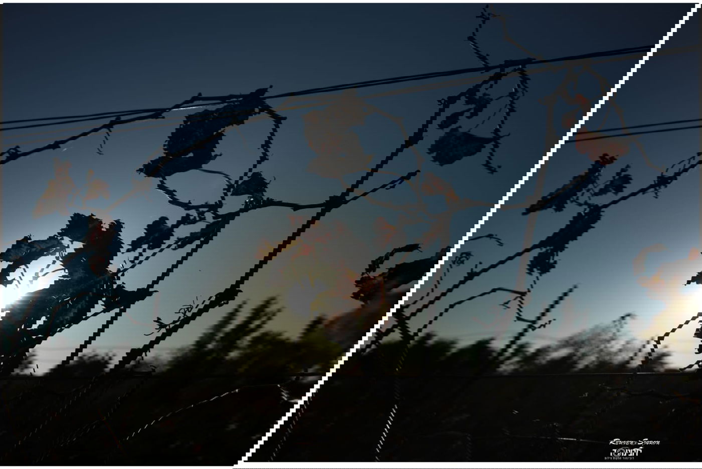 גלריית שלכת צבעונית במיוחד מהרי ירושלים