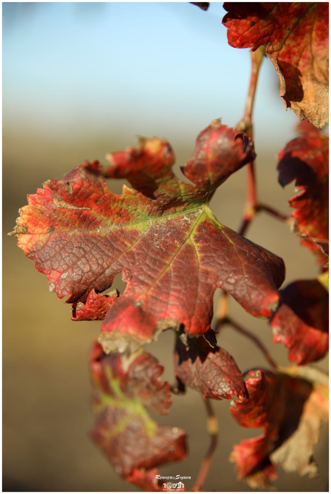 גלריית שלכת צבעונית במיוחד מהרי ירושלים