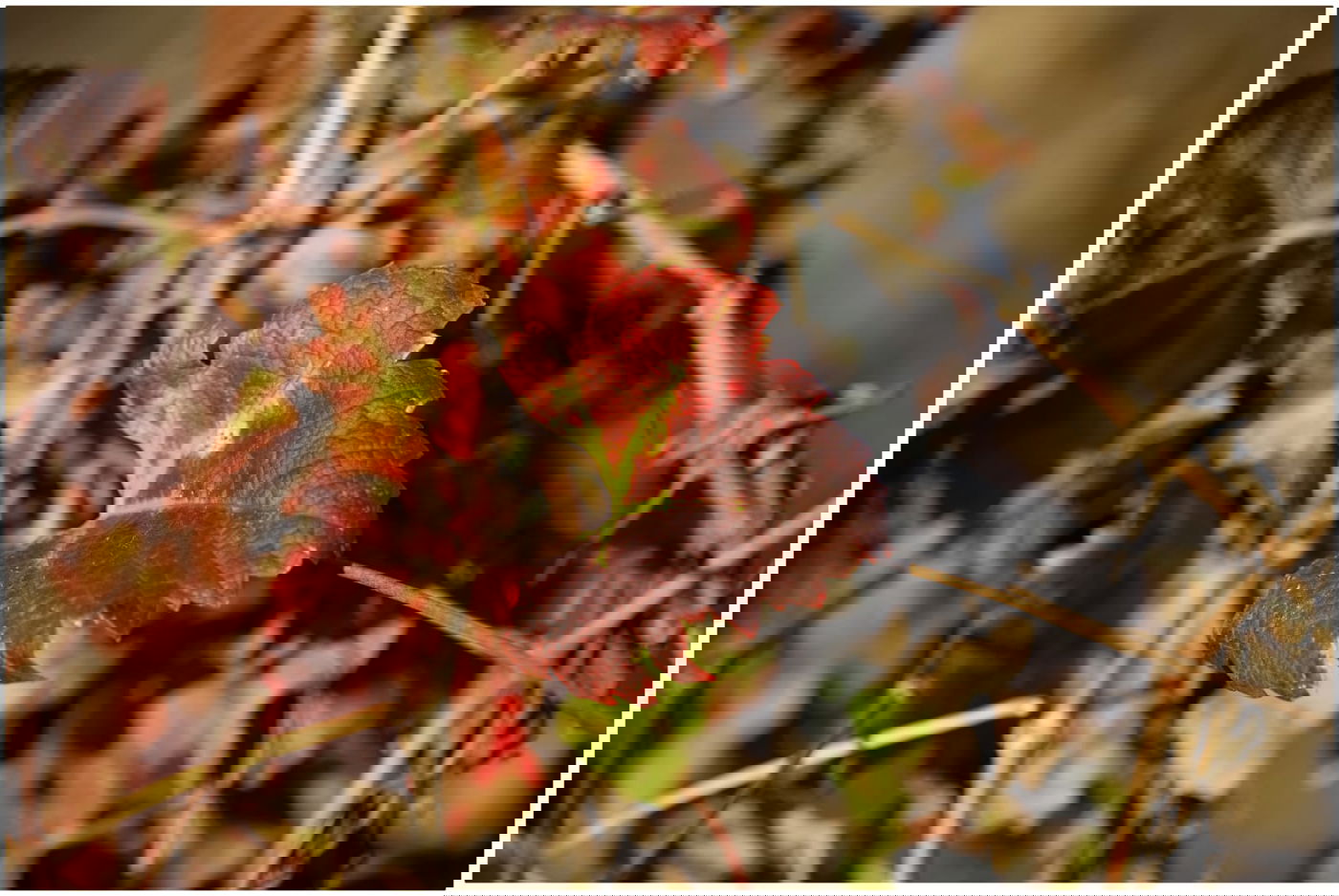 גלריית שלכת צבעונית במיוחד מהרי ירושלים