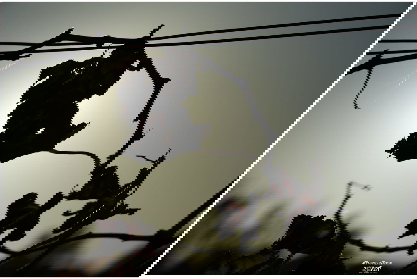 גלריית שלכת צבעונית במיוחד מהרי ירושלים