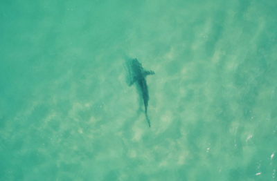 מבט מהרחפן: כרישים בשפך נחל חדרה