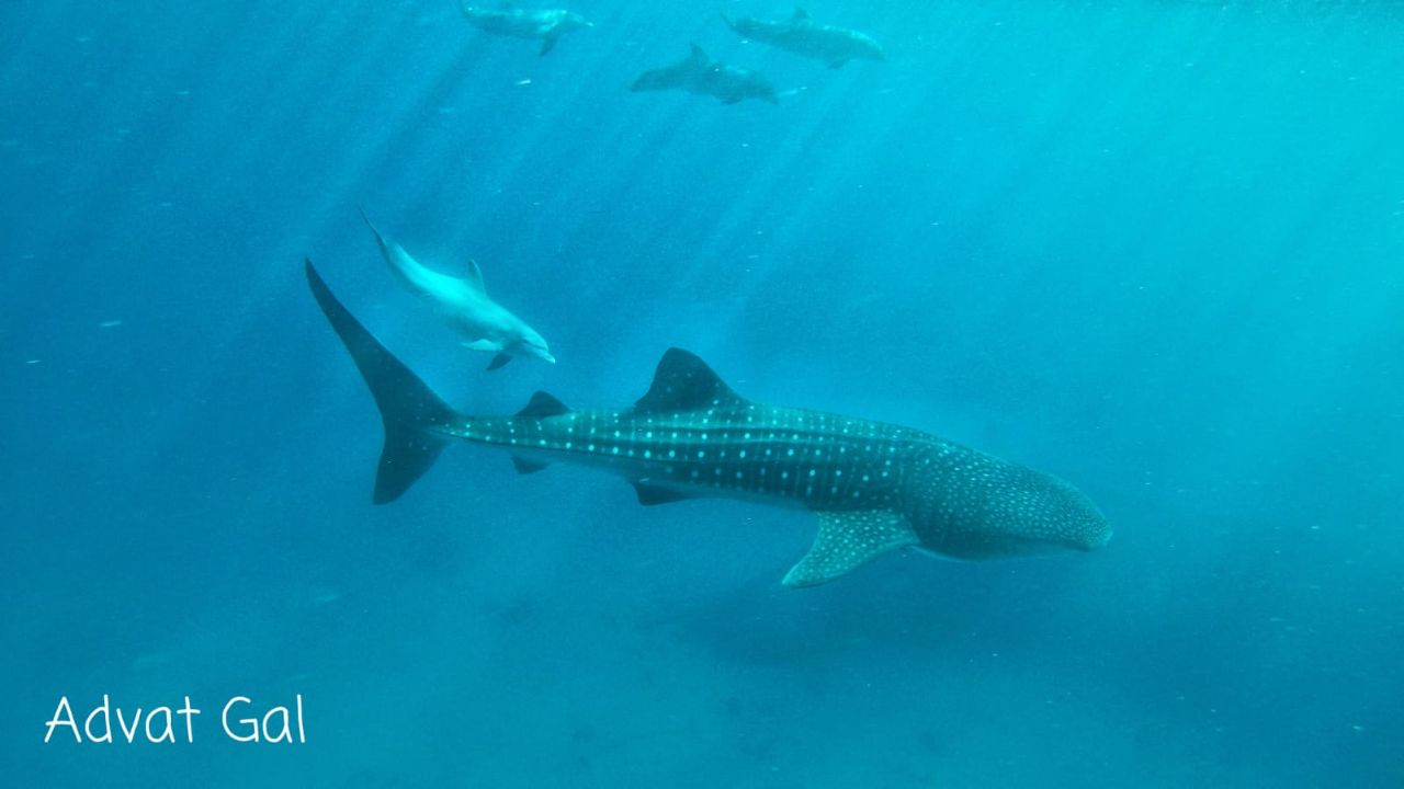 הכריש והלווייתנים נפגשו במהלך הסגר. צפו