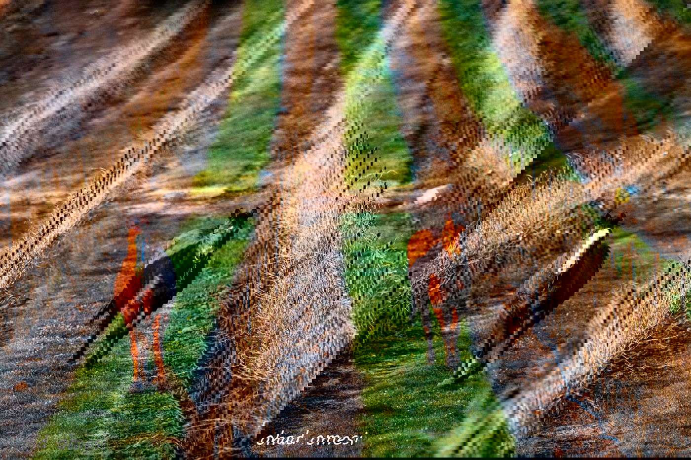 השועל מטייל בנחל; הסוסים - בכרמים. צפו