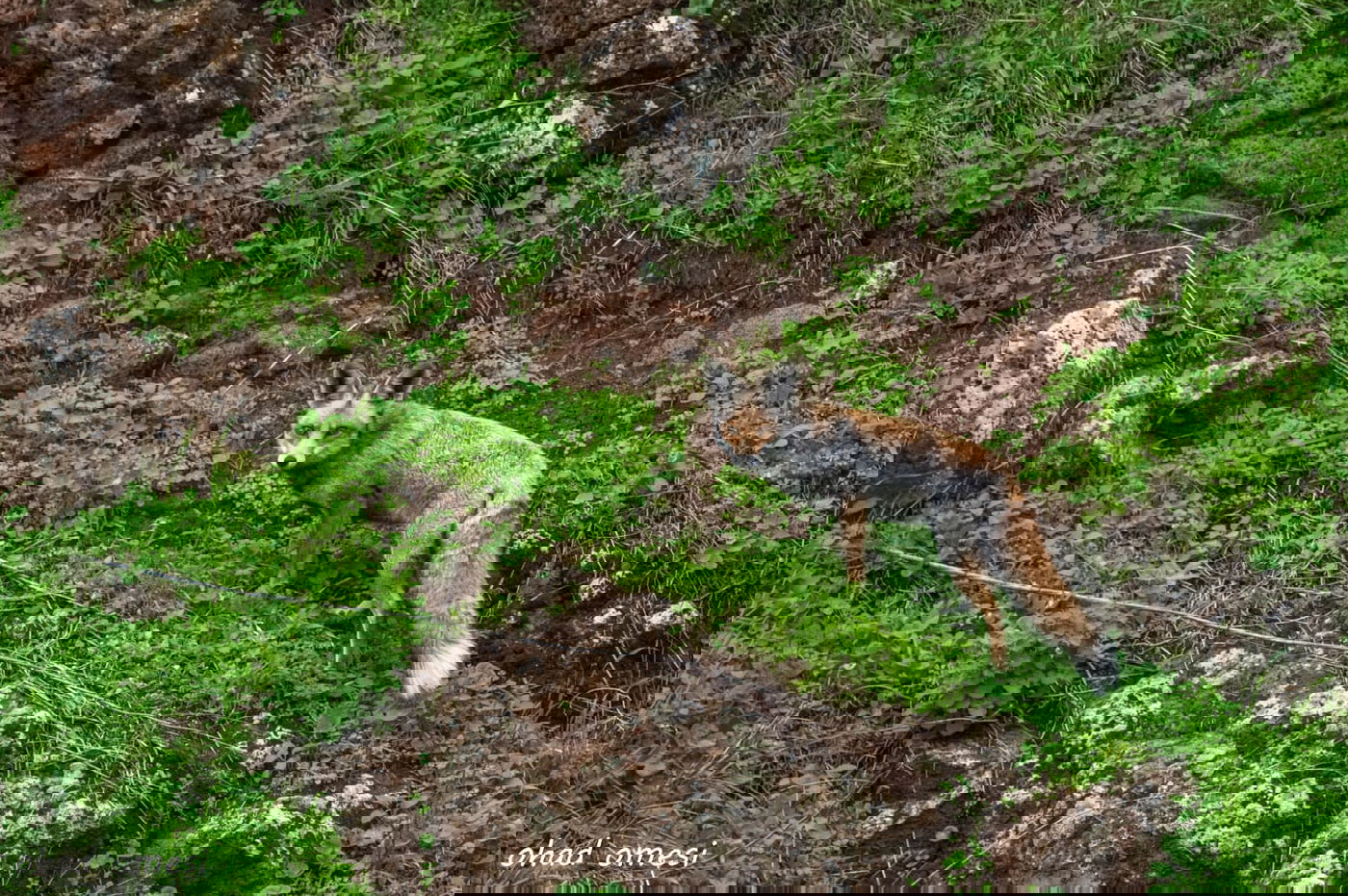 השועל מטייל בנחל; הסוסים - בכרמים. צפו