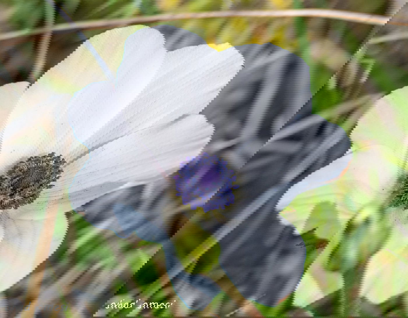השועל מטייל בנחל; הסוסים - בכרמים. צפו