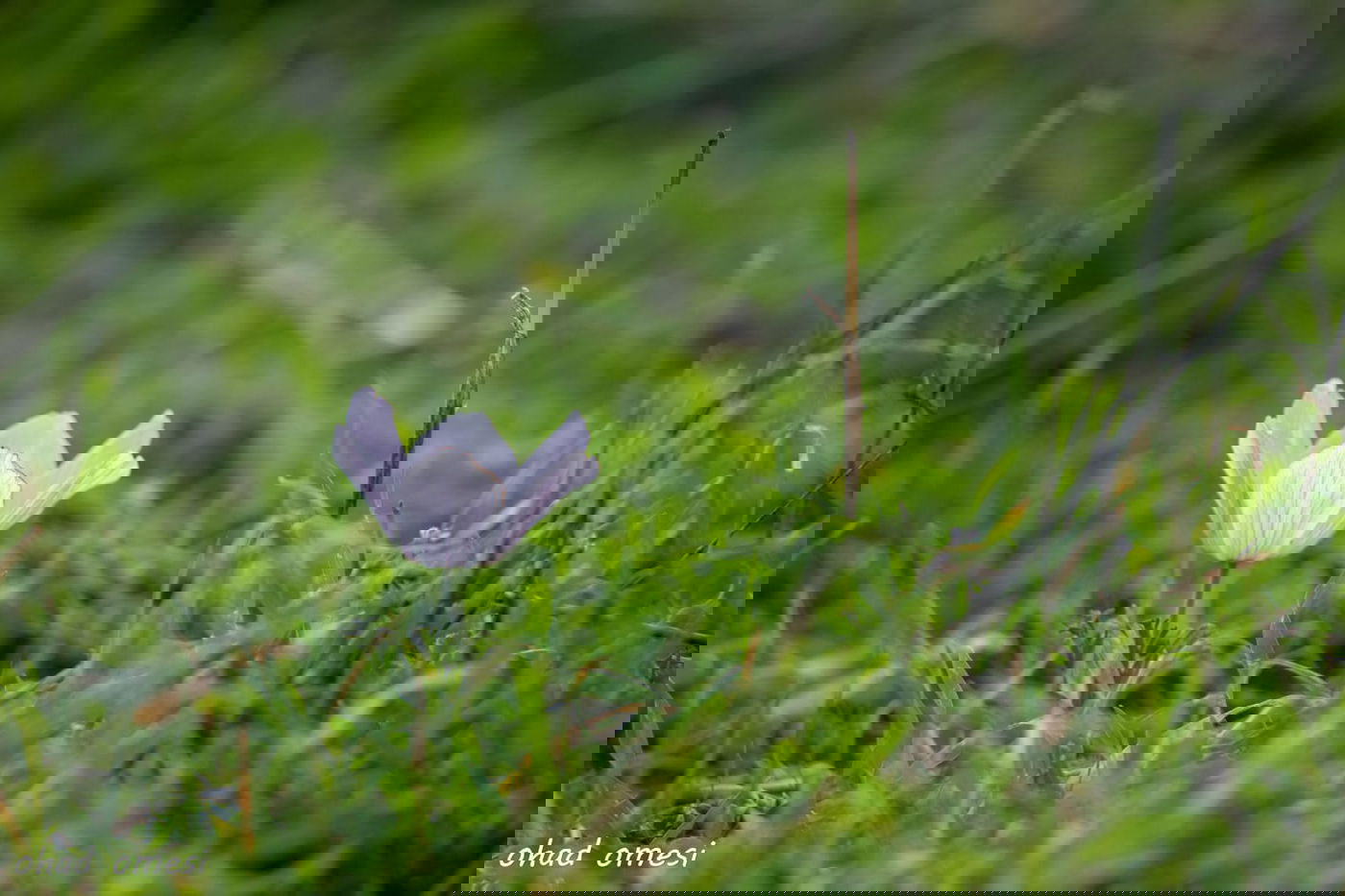 השועל מטייל בנחל; הסוסים - בכרמים. צפו