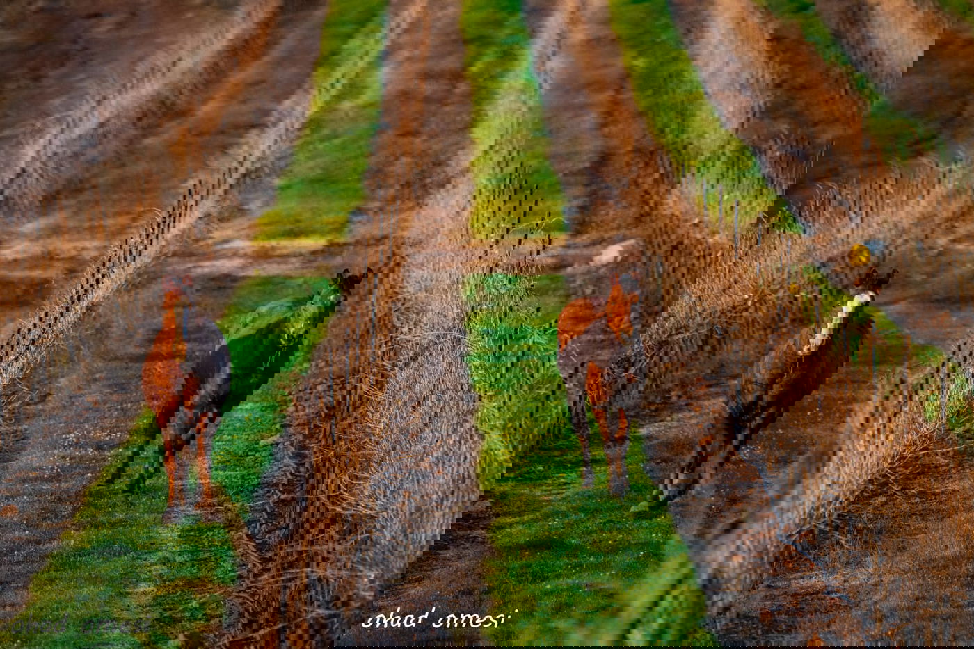 השועל מטייל בנחל; הסוסים - בכרמים. צפו