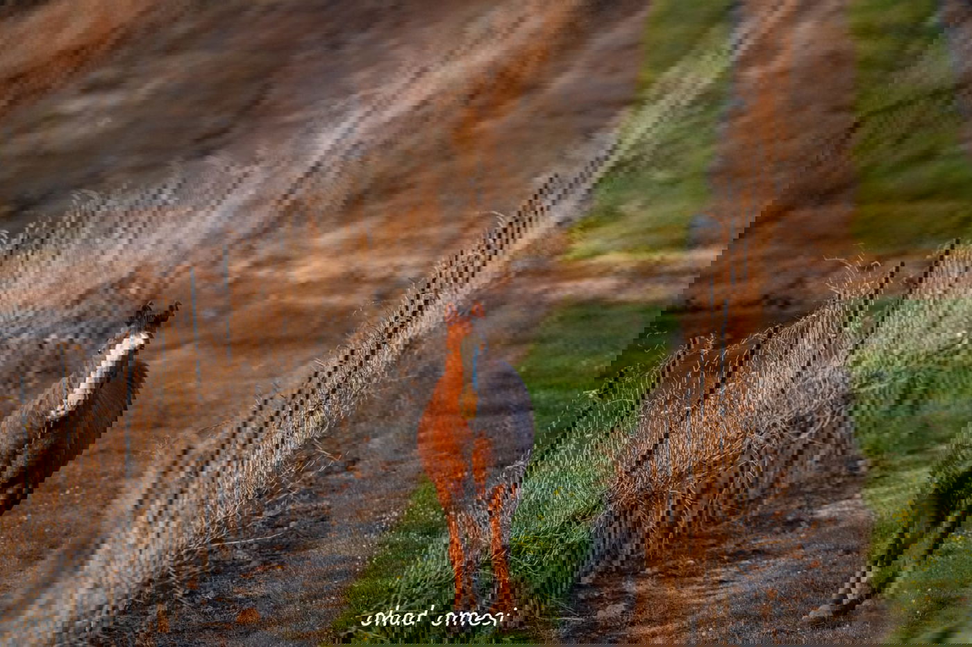 השועל מטייל בנחל; הסוסים - בכרמים. צפו