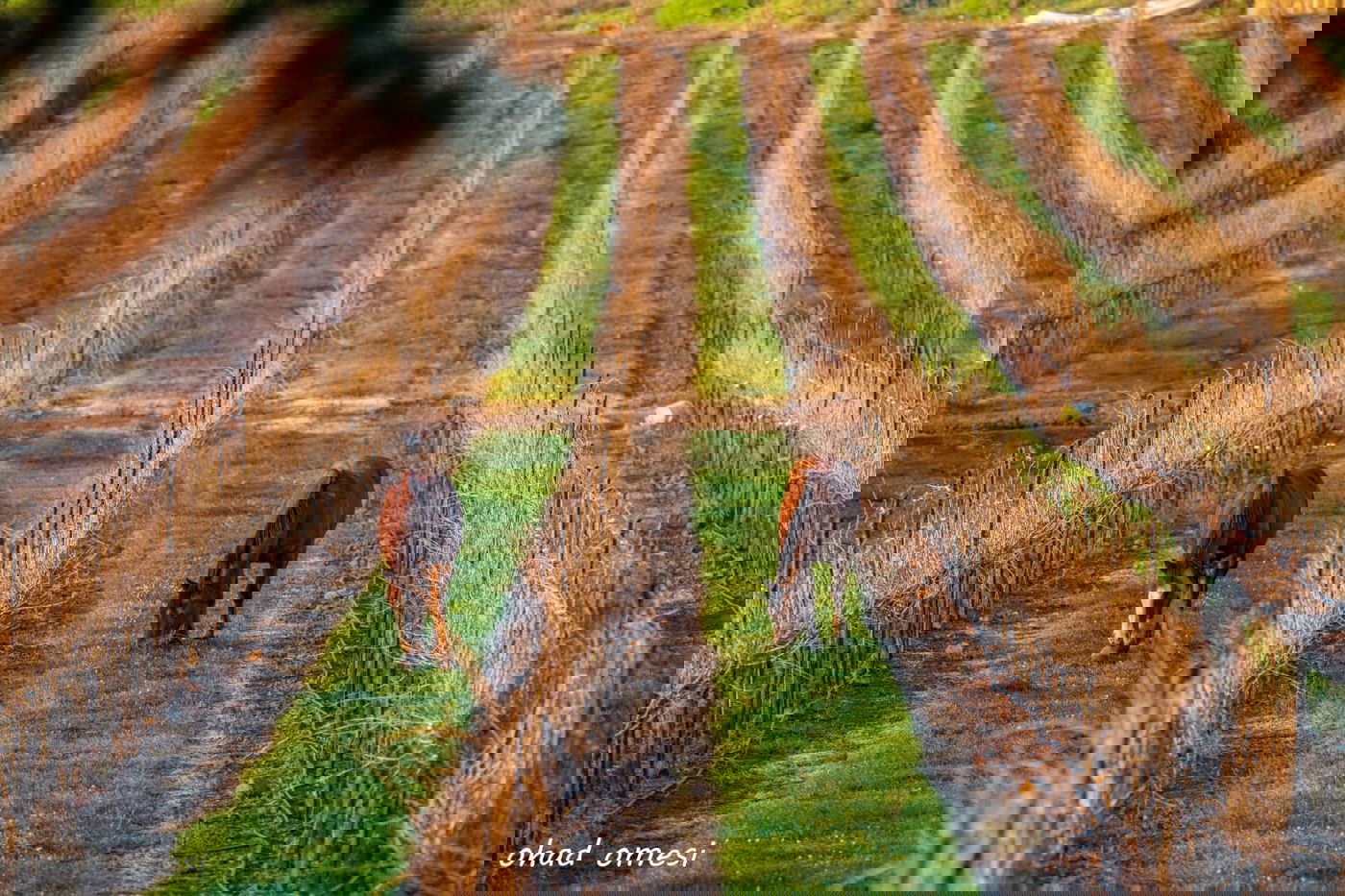 השועל מטייל בנחל; הסוסים - בכרמים. צפו