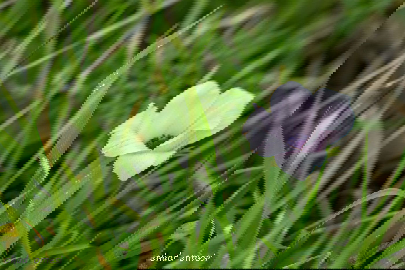 השועל מטייל בנחל; הסוסים - בכרמים. צפו