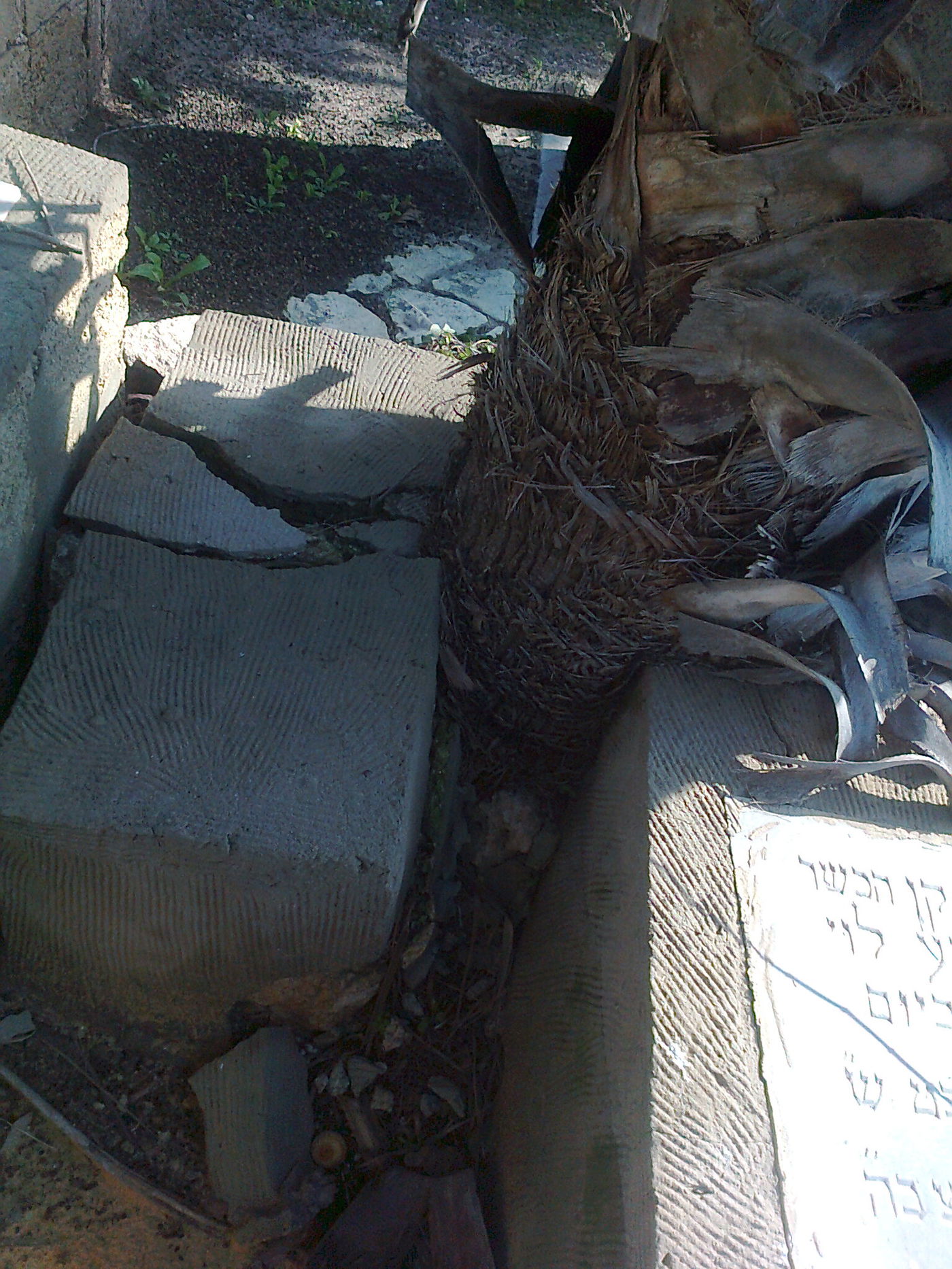 זה קורה בישראל: כך נראה בית קברות יהודי