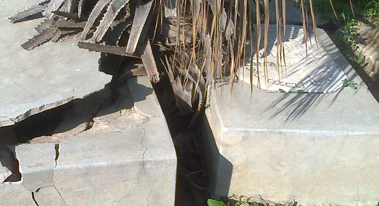 בית הקברות ביפו