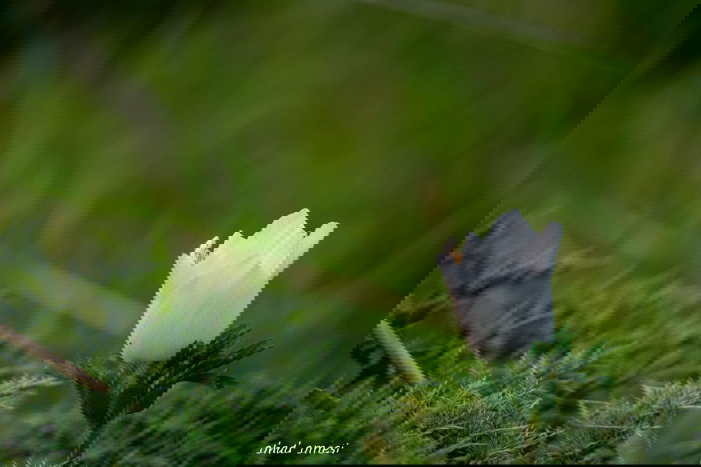 שקדיה שפרחה לפני הזמן, ורקפת בסלע