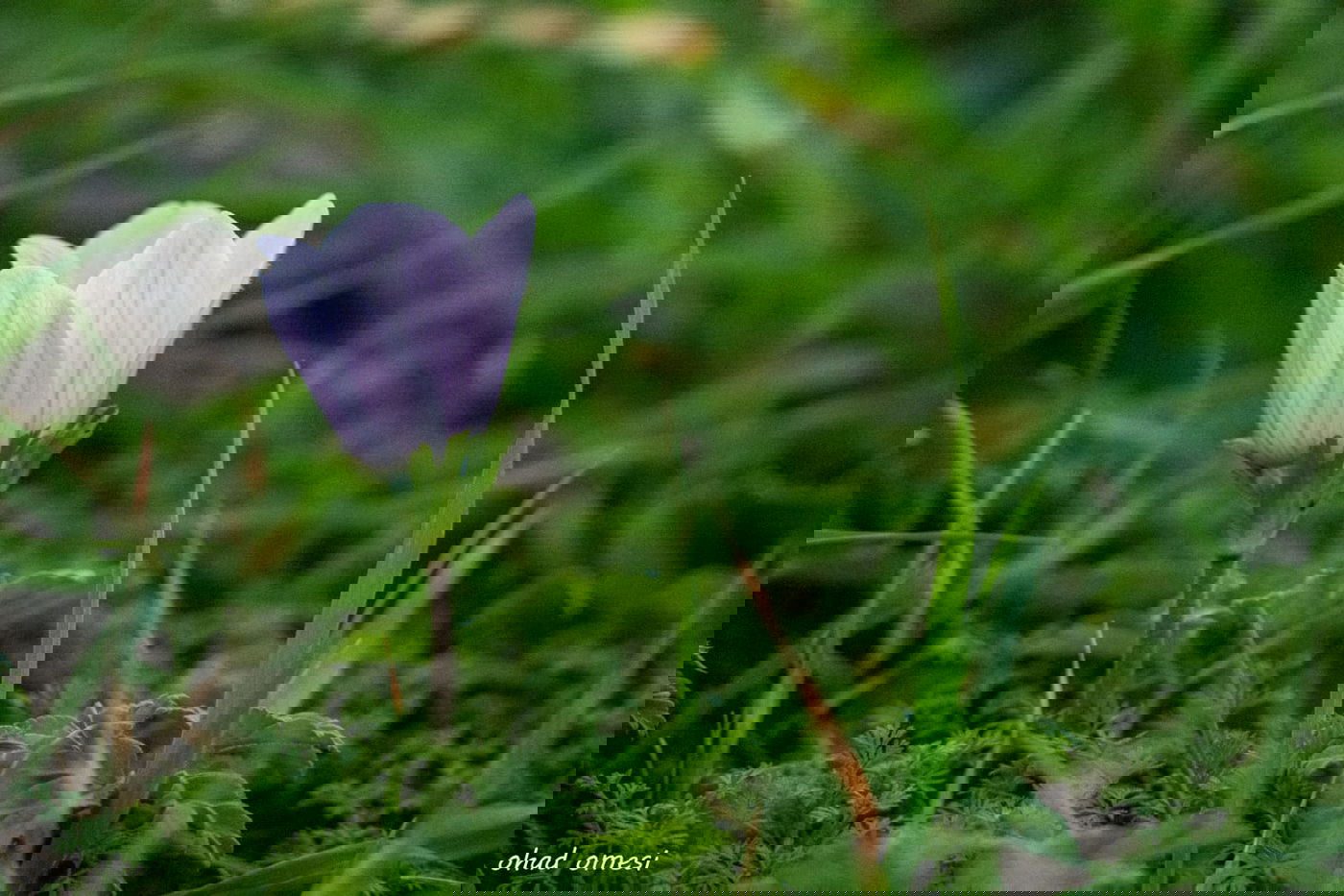 שקדיה שפרחה לפני הזמן, ורקפת בסלע