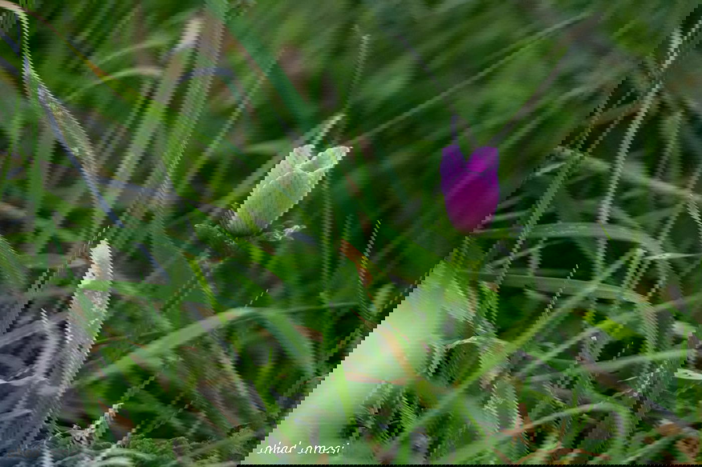 שקדיה שפרחה לפני הזמן, ורקפת בסלע