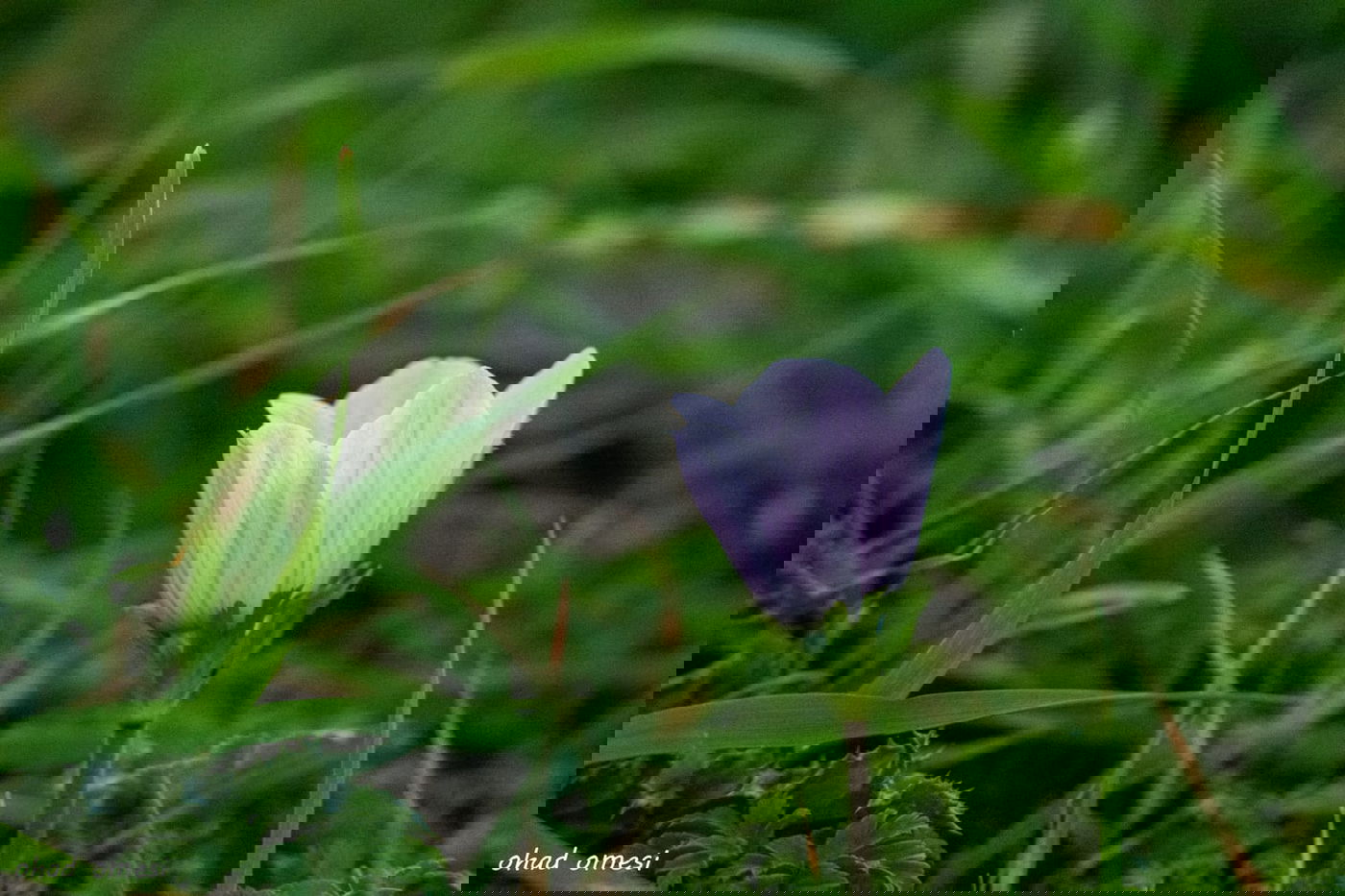 שקדיה שפרחה לפני הזמן, ורקפת בסלע