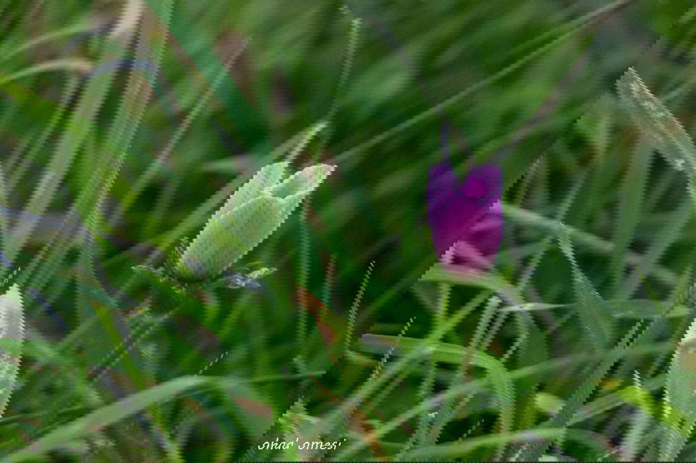 שקדיה שפרחה לפני הזמן, ורקפת בסלע
