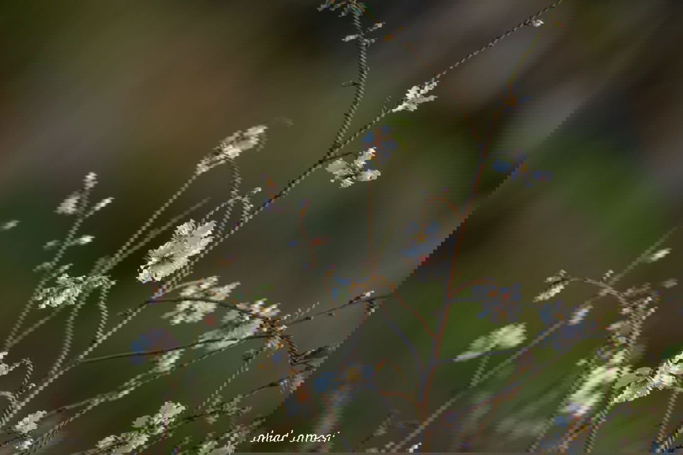 שקדיה שפרחה לפני הזמן, ורקפת בסלע