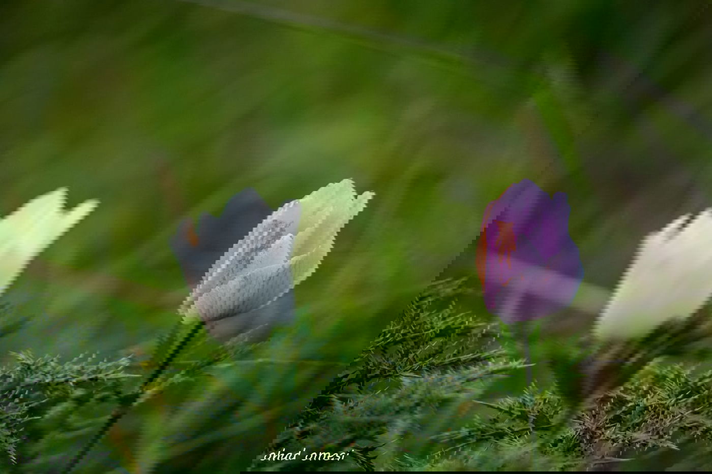 שקדיה שפרחה לפני הזמן, ורקפת בסלע