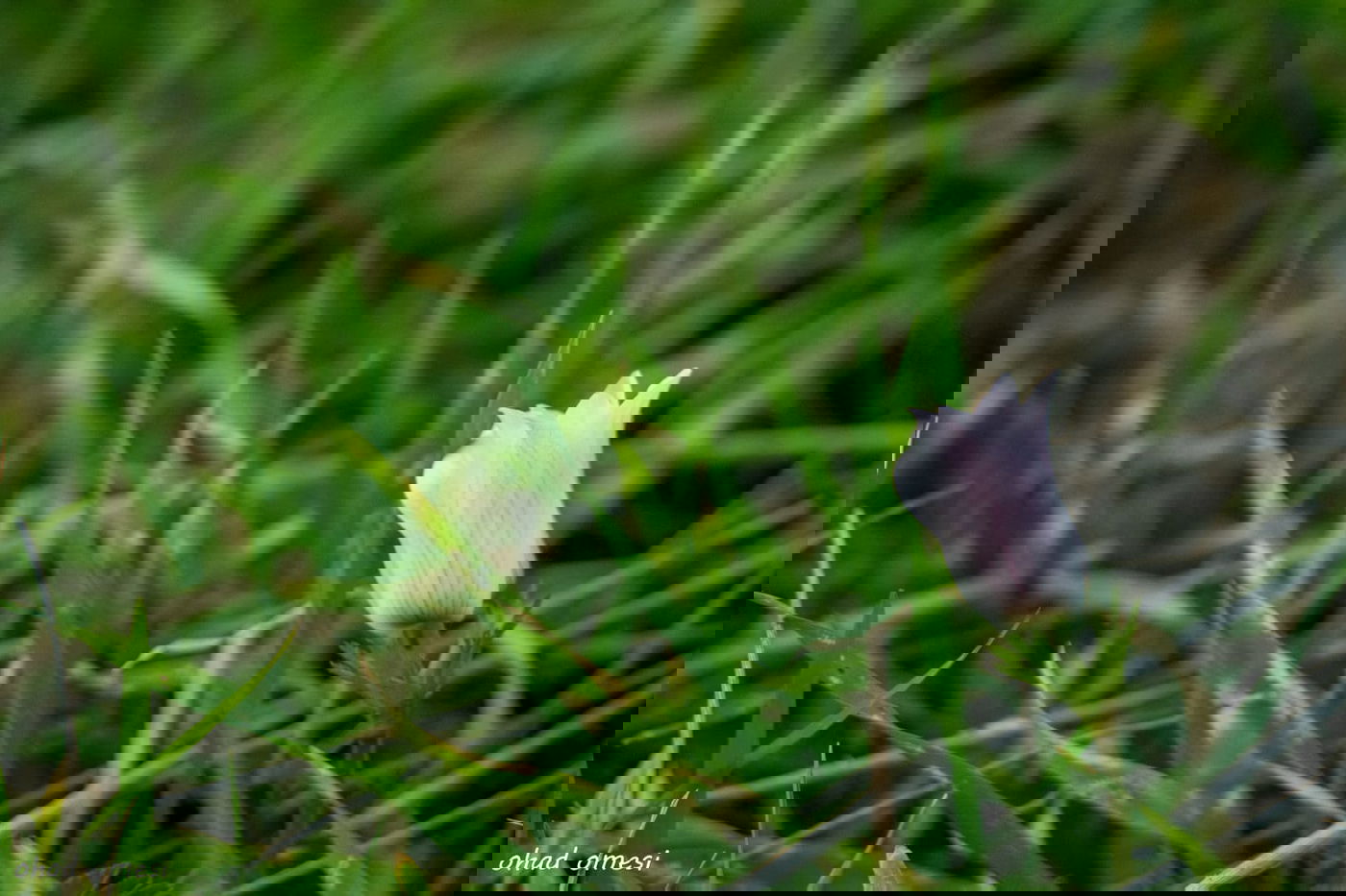 שקדיה שפרחה לפני הזמן, ורקפת בסלע