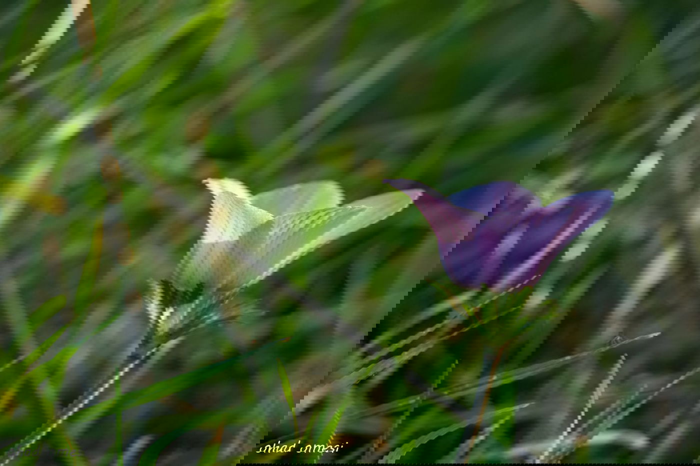 שקדיה שפרחה לפני הזמן, ורקפת בסלע