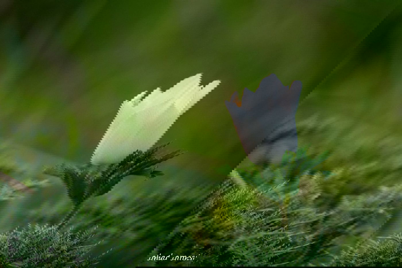 שקדיה שפרחה לפני הזמן, ורקפת בסלע