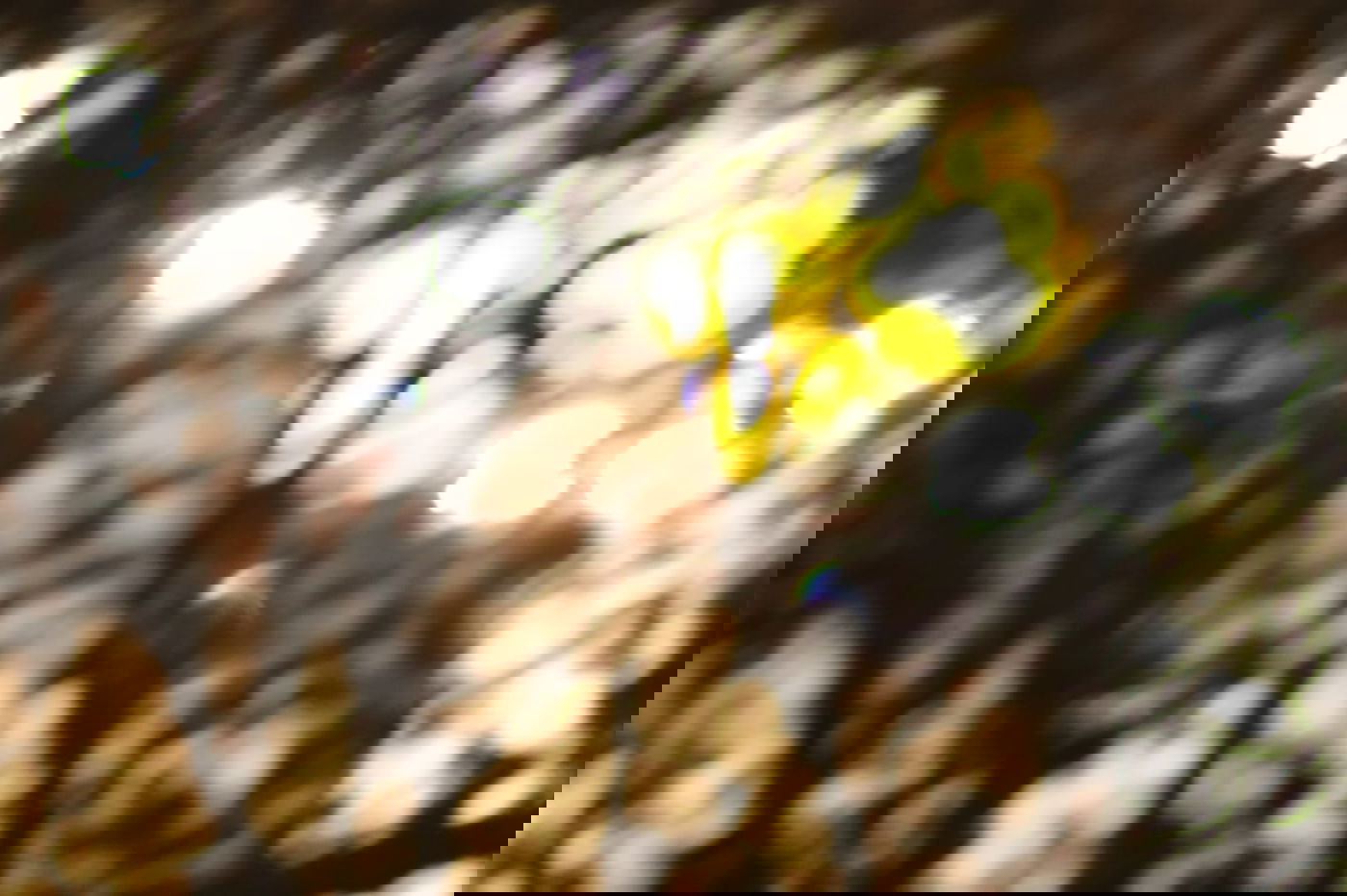 לפני הגשמים • תיעוד מיוחד מצפון ים המלח