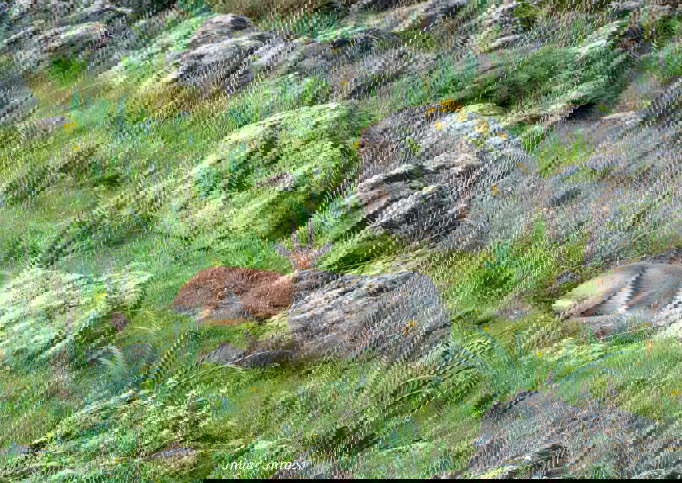 סוסים, חוגלות - וצבי ארץ ישראלי מתחבא