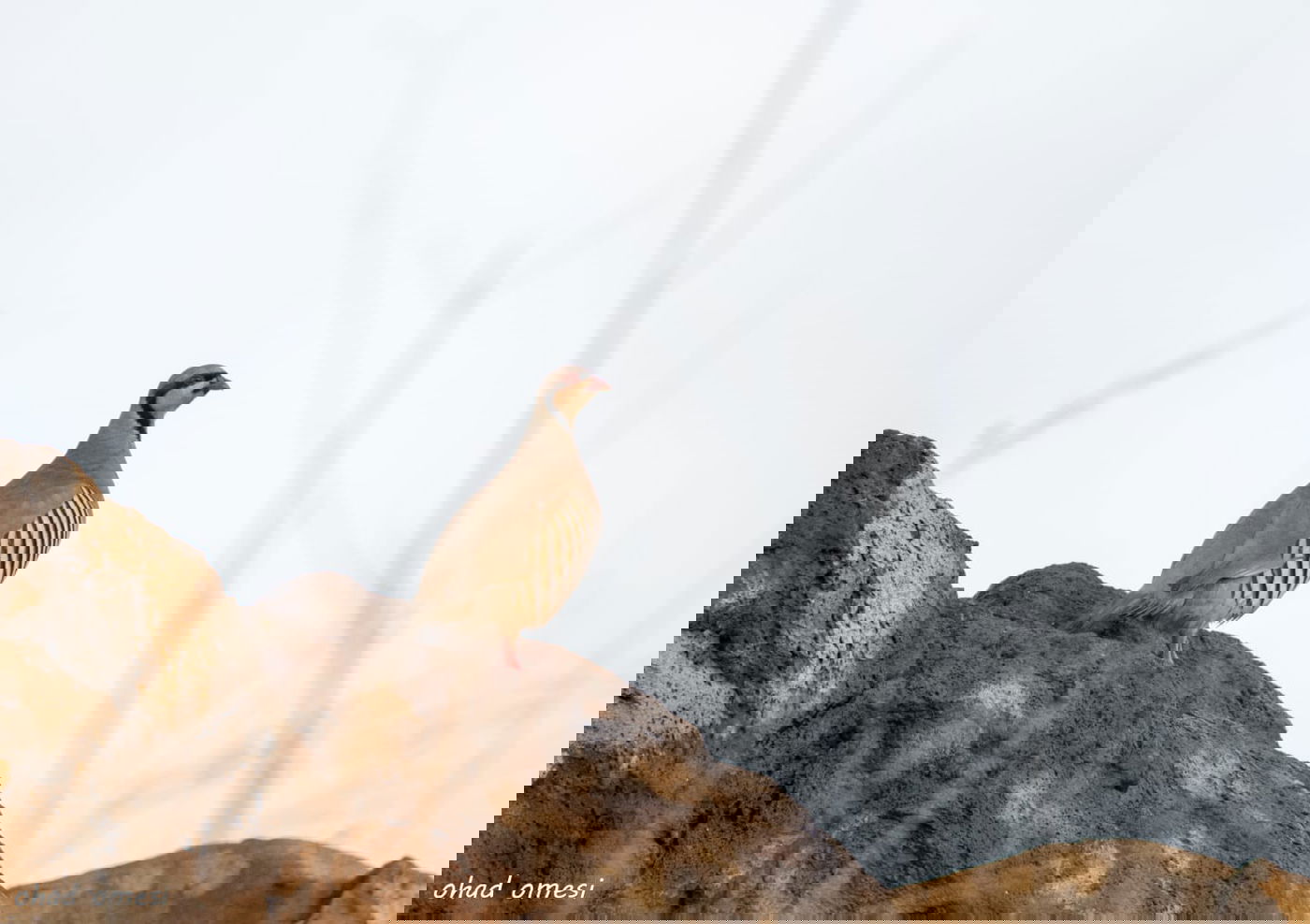 סוסים, חוגלות - וצבי ארץ ישראלי מתחבא